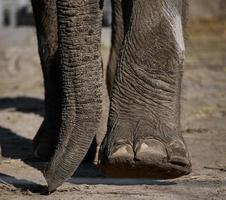 romp en poten van een Afrikaanse olifant in natuur foto