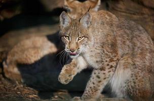 een lynx zit en likt haar voorkant poot Aan een voorjaar dag foto