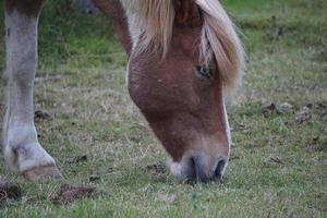 paard Aan weiland aan het eten gras foto