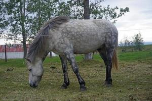 wit paard staand Aan weiland en aan het eten gras foto