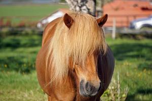 licht bruin paard Aan weiland - detailopname Aan hoofd foto