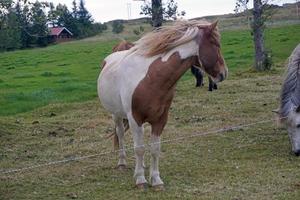 wit en bruin paard staand Aan weiland foto