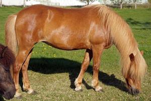 licht bruin paard Aan weiland aan het eten gras foto