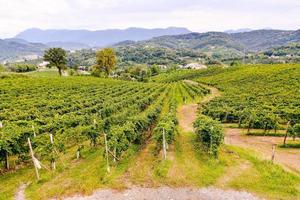 wijngaard in de platteland foto