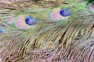 kleurrijke pauwenveren foto