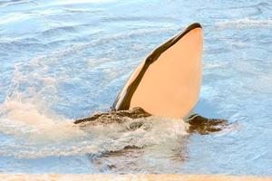 orka walvis zwemmen foto