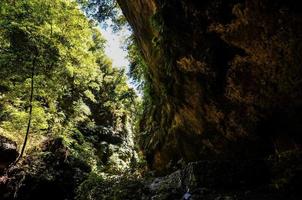 toneel- Woud landschap foto