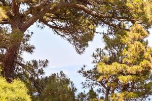 toneel- Woud landschap foto