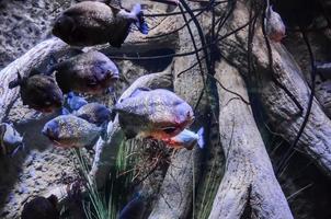 piranha's in het aquarium foto