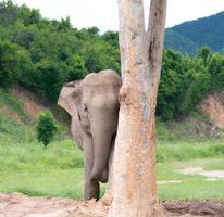 een olifant is staand De volgende naar een boom en de romp is leunend tegen het foto