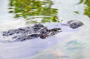 alligator Bij de dierentuin foto