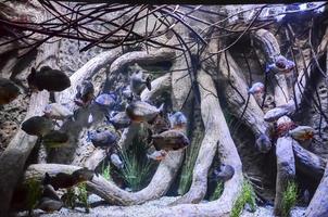 vissen in het aquarium foto