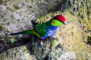 tropisch vogel in de volière foto