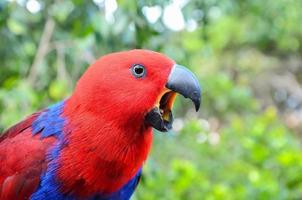 mooi vogel detailopname foto