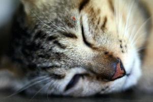 zoogdieren, pluizig en zacht bruin vacht katten, schattig en schattig huisdieren foto