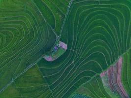 antenne visie van groen rijst- terrassen in Indonesië foto