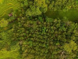 antenne visie van groen rijst- terrassen in Indonesië foto