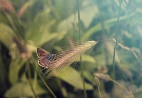 een mooi vlinder neergestreken Aan een groen gras van een weide. kunst visie foto