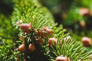 bloeiende net bloemknoppen detailopname, picea abies vegetatie in voorjaar foto