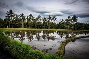 Indonesisch rijst- veld- foto