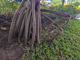 een dichtbij omhoog van pandanus utilis wortels foto