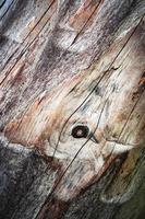 detail van ruw hout foto