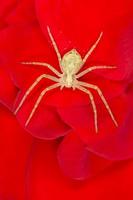 spin zittend Aan bloemblaadjes van rood roos foto