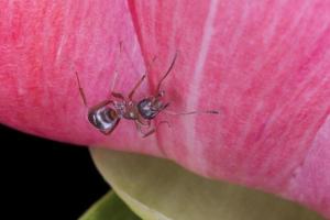 dichtbij omhoog van bruin mier zittend Aan roze pioen foto