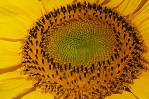 dichtbij omhoog van zonnebloem hoofd foto