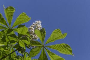 kastanje boom bladeren en wit bloesem tegen blauw lucht foto