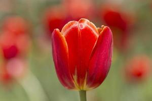 dichtbij omhoog van rood tulp bloesem in tuin foto