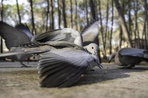 duiven aan het eten in de Woud foto