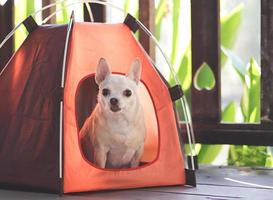 bruin kort haar- chihuahua hond zittend binnen oranje camping tent Aan houten vloer, houten hek met hart vorm achtergrond, op zoek Bij camera. huisdier reizen concept. foto