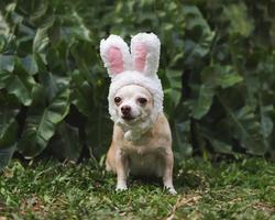 bruin kort haar- chihuahua hond gekleed omhoog met Pasen konijn kostuum hoofdband zittend Aan groen gras in de tuin, op zoek Bij camera. foto