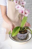 verplanten orchidee planten. huis tuinieren, fokken van orchideeën. foto