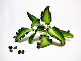 bryophyllum pinnatum , kalanchoë pinnata bladeren geïsoleerd Aan wit achtergrond foto