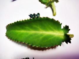 bryophyllum pinnatum , kalanchoë pinnata bladeren geïsoleerd Aan wit achtergrond foto