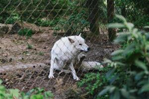 arctisch wolf, ook bekend net zo de wit wolf of polair wolf achter een hek foto