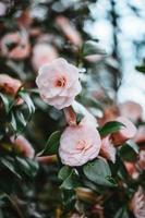 roze camelia japonica, bekend net zo gemeenschappelijk camelia, of Japans camelia foto