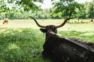 hoogland vee staand Aan groen gras foto