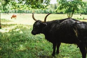hoogland vee staand Aan groen gras foto