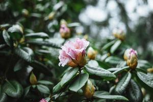 detailopname van een rododendron bloem fabriek foto