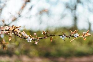 kers bloesems in voorjaar achtergrond foto