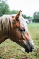 dichtbij omhoog van een licht bruin paard foto