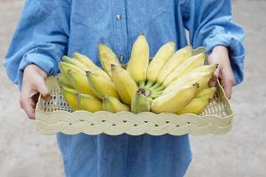 detailopname tuinman houdt bundel van geel rijp biologisch gecultiveerd bananen in mand. concept , landbouw Bijsnijden in Thailand. Thais boeren toenemen bananen voor verkopen net zo familie bedrijf of delen naar buurman foto