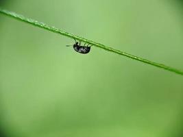 macro, insecten Aan de bladeren foto