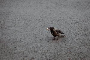 kraai Aan de bestrating met een stuk van brood in haar bek foto