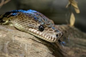 Cubaans boa, epicrates angulifer, deze slang is bedreigd met uitsterven. foto