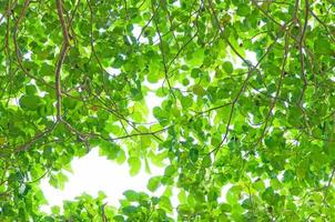 groene bladeren op witte achtergrond foto