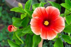 rood hibiscus bloem in tuin, boven visie hibiscus bloem foto